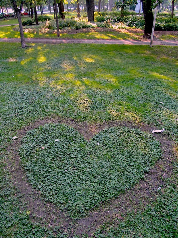 Dead-Hearts-In-Nature Heart Photography Found Outside