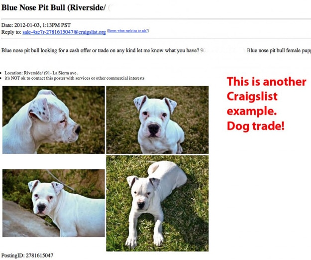 Dog-Trade-On-Craigslist Dog-Trade-On-Craigslist