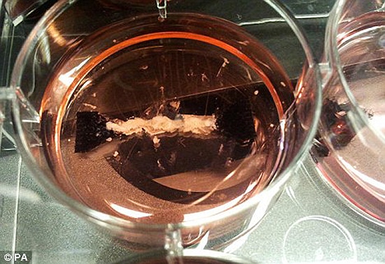 Test-Tube-Science-Cheeseburgers