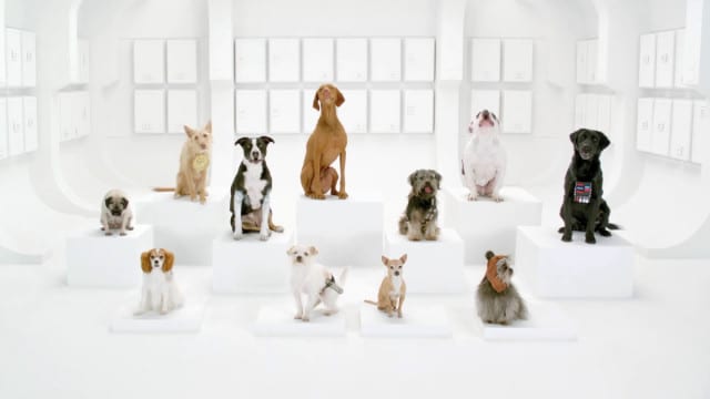 Volkswagen Dog Star Wars Theme Volkswagen Dog Star Wars Theme