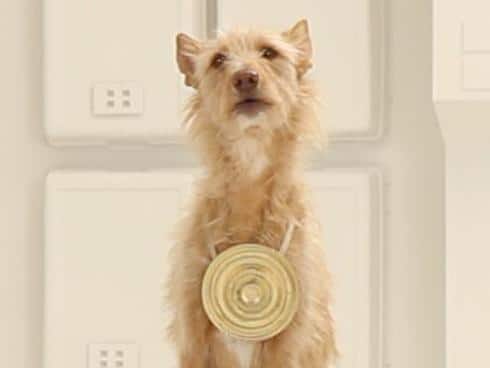 Volkswagen Dog Star Wars Theme Volkswagen Dog Star Wars Theme