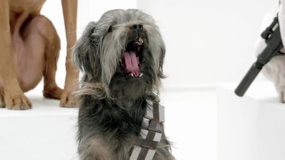 Volkswagen Dog Star Wars Theme Volkswagen Dog Star Wars Theme