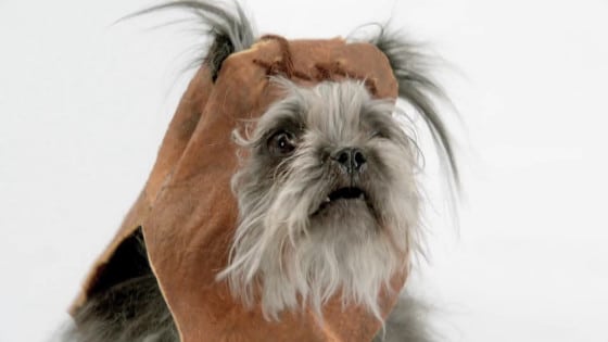 Volkswagen Dog Star Wars Theme Volkswagen Dog Star Wars Theme