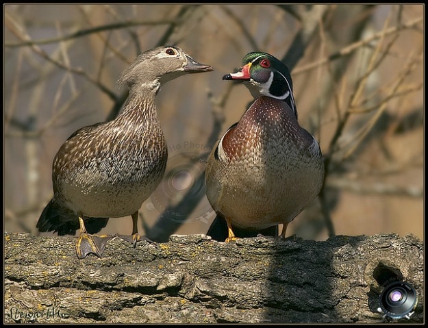 falling in love with messages emotional impact your communication