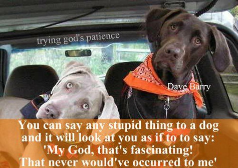 Dog-Loyalty-Best-Friend