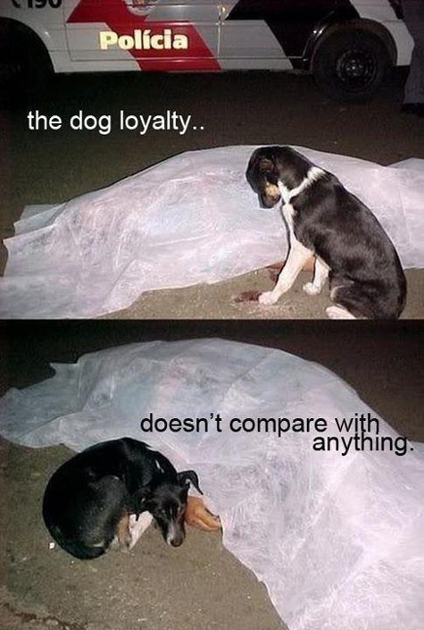 Dog-Loyalty-Best-Friend