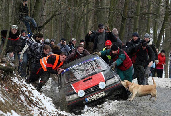 Dog-Loyalty-Best-Friend