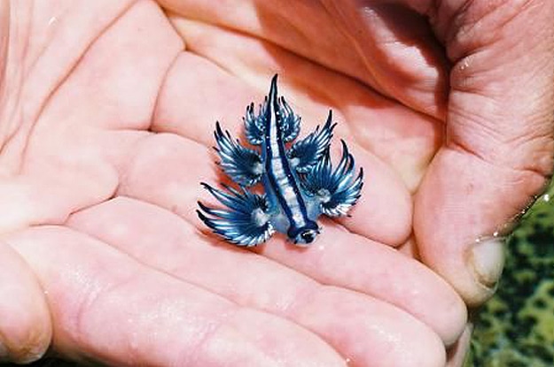floating handheld sea creature 
