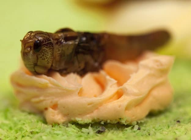 Cupcakes-Made-With-Live-Insects