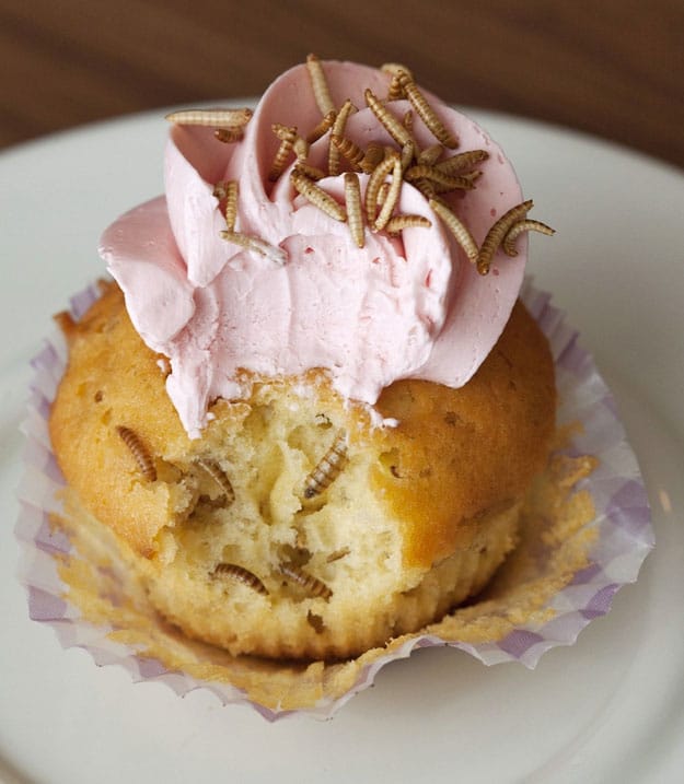 Cupcakes-Made-With-Insects
