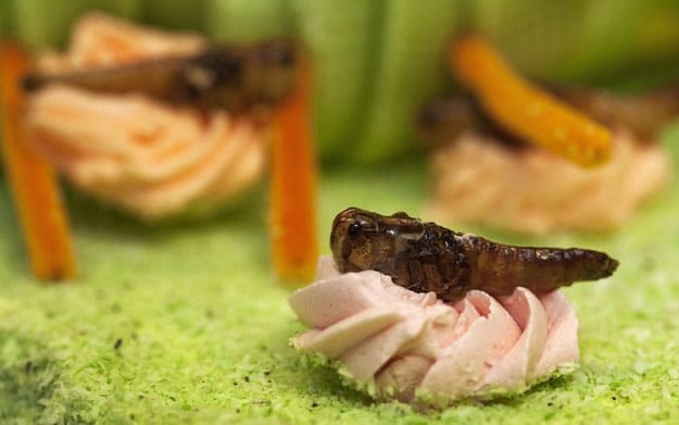 Cupcakes-Made-With-Insects