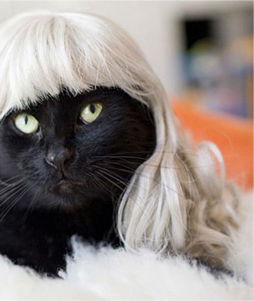 Kitty-Cat-Wig-Designs