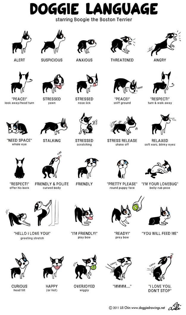Understand-Dog-Language-Chart