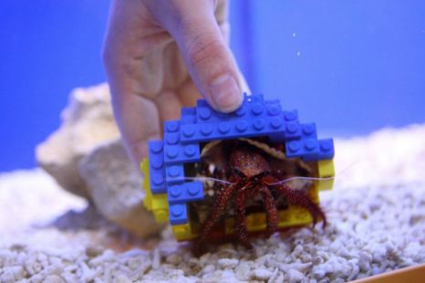 hermit-crab-lego-house hermit-crab-lego-house