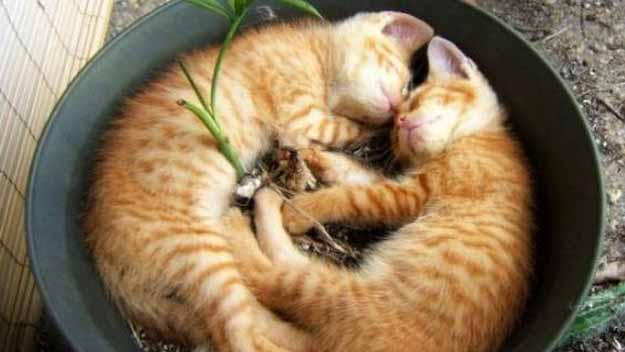 flower pot full of sleeping cats