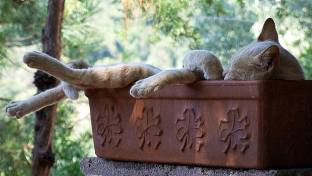 cat sleeping under a shady tree