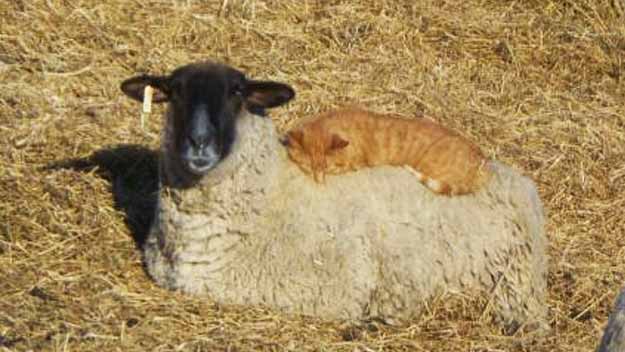 barnyard fun wool cat bed