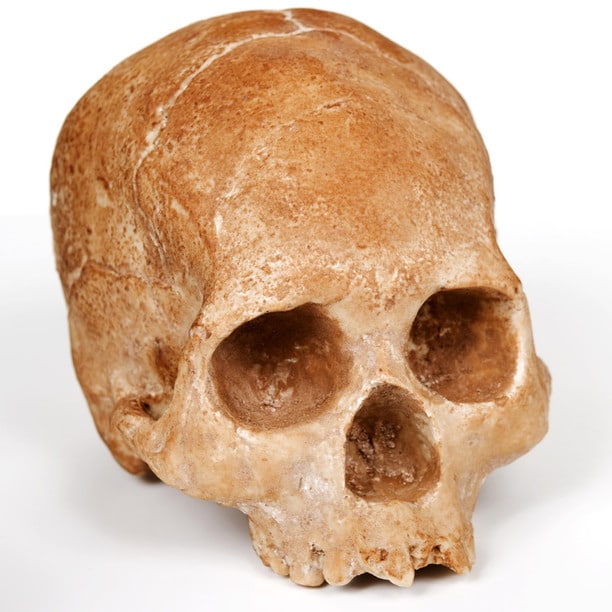 life-size-chocolate-skulls life-size-chocolate-skulls