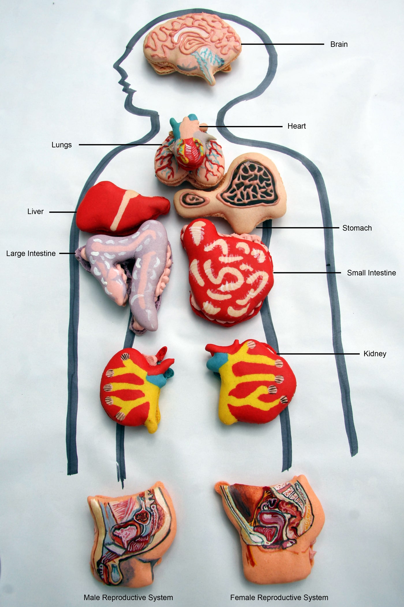 Body-Organ-Macaroon-Cookies Anatomically-Correct-Body-Organ-Cookies