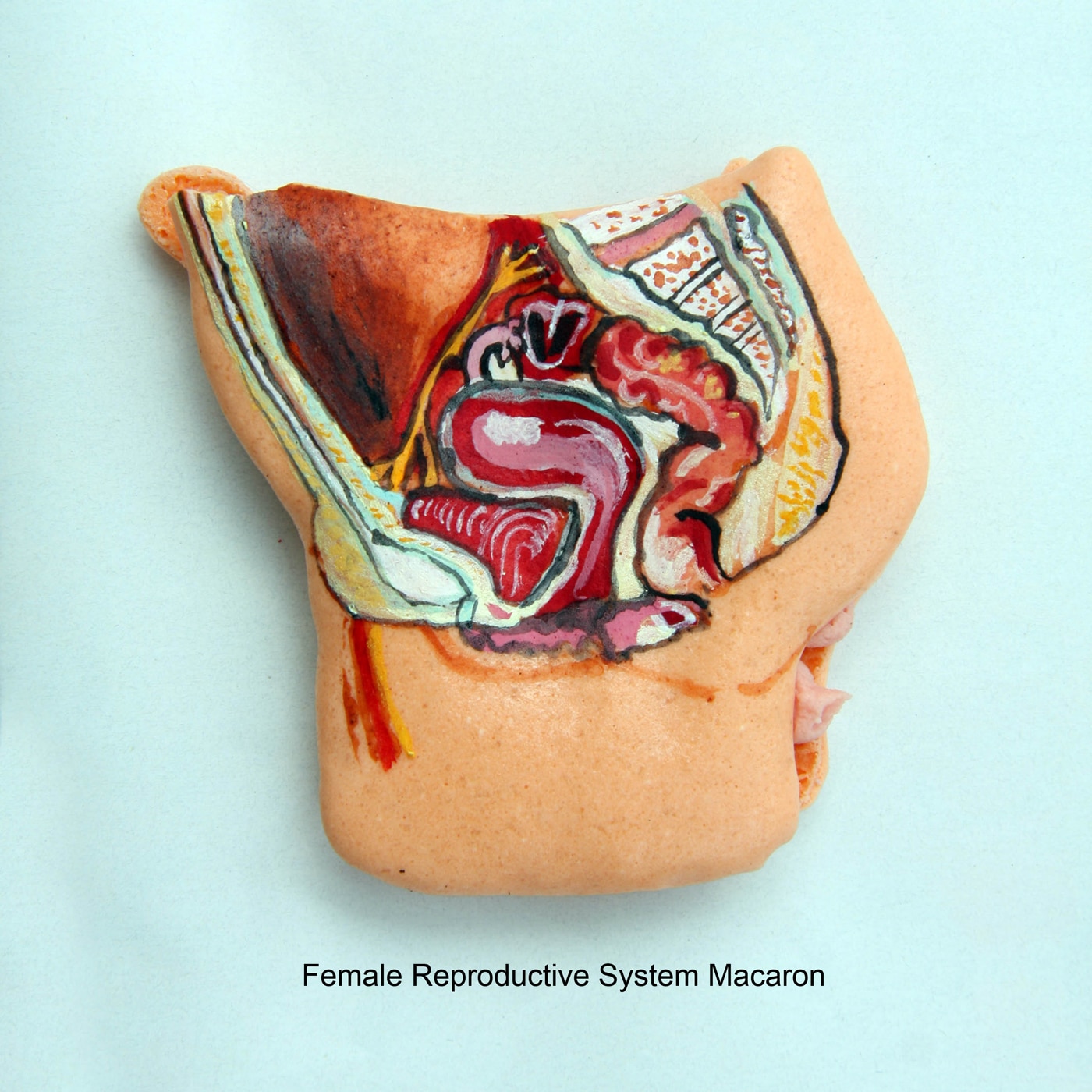 Body-Organ-Macaroon-Cookies Anatomically-Correct-Body-Organ-Cookies