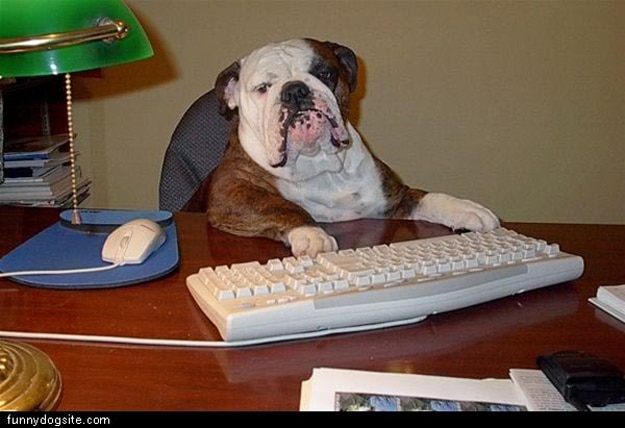 Dog-Using-The-Computer Dog-Proof-Your-Computer