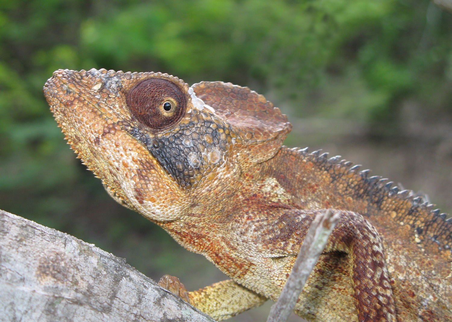 Successful-Women-Are-Chameleons Successful-Women-Are-Chameleons