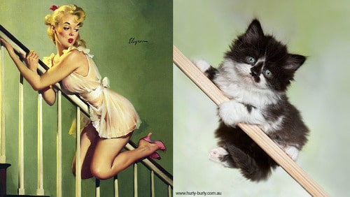 daily-cute-cats-pinup-girls