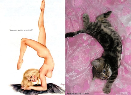 daily-cute-cats-pinup-girls