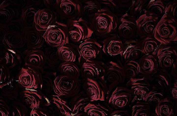 lifespan-of-red-fresh-roses