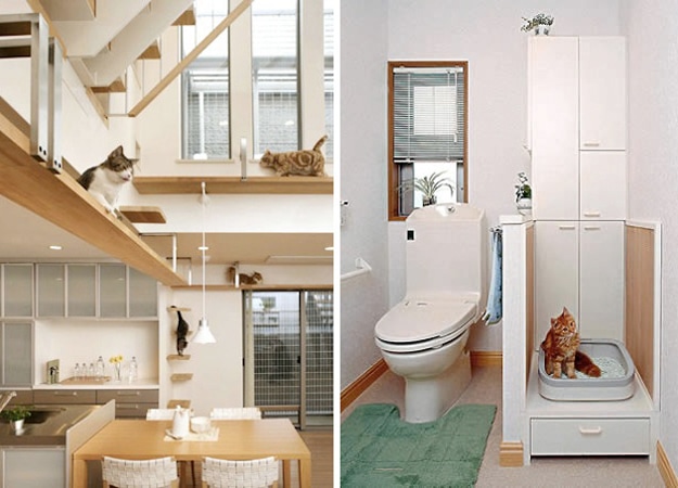 your-cats-dream-home