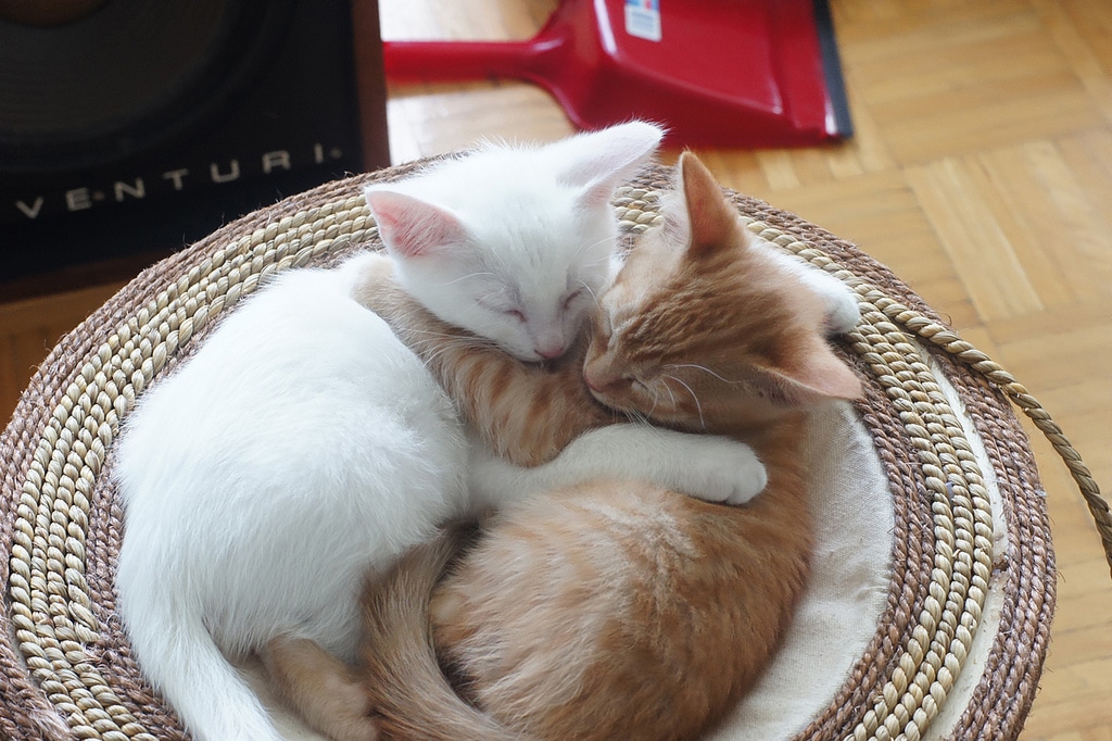 caturday-crown-google-plus caturday-crown-google-plus