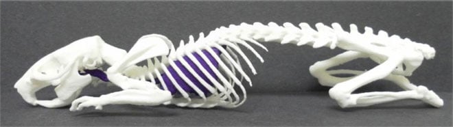 3d-printing-animal-skeleton 3d-printed-animal-skeleton