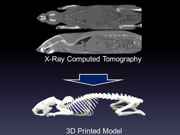 3d-printing-animal-skeleton 3d-printed-animal-skeleton