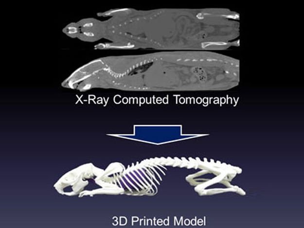 3d-printed-animal-skeleton