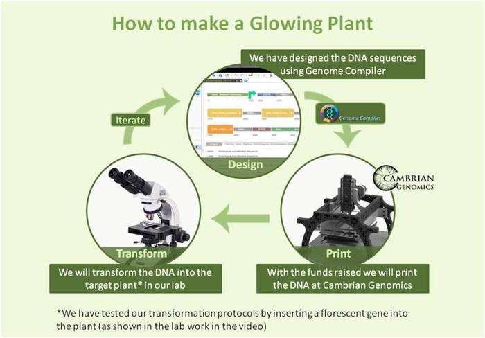 glowing-plants-lightsource-innovation