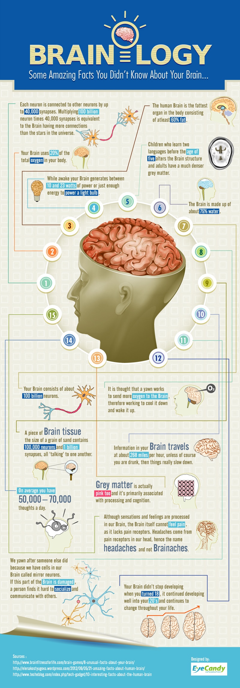 brainology-facts-about-brain-infographic brainology-facts-about-brain-infographic