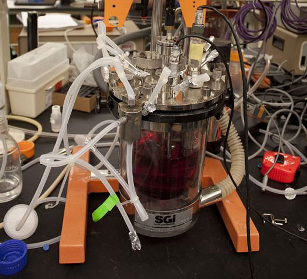 meat-grown-in-kitchen lab-grown-future-meat