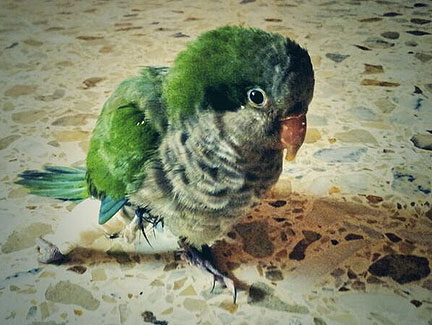 raspberry-pi-mod-bird raspberry-pi-build-bird