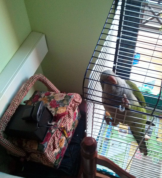 raspberry-pi-mod-bird raspberry-pi-build-bird