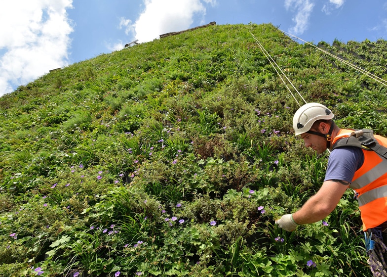 london-living-plant-wall london-living-wall-plants
