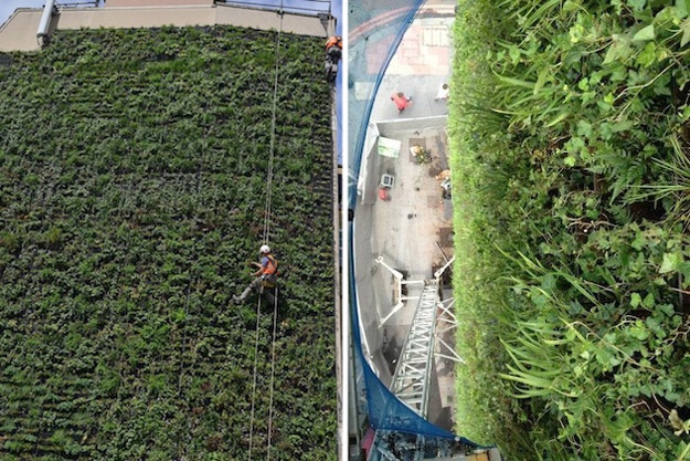london-living-plant-wall london-living-wall-plants