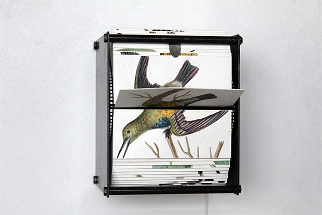 motorized-flipbook-wild-birds motorized-flipbook-wild-bird-drawings
