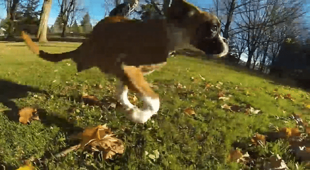 Duncan Two-Legged Dog Duncan Two-Legged Dog