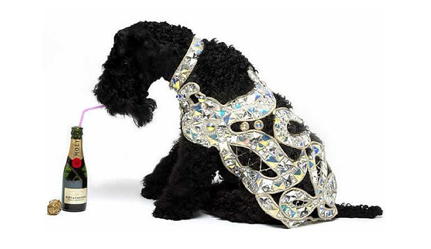 Pampered Pets Luxury Gifts Header