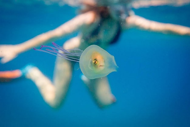 Fish Trapped Inside Jellyfish