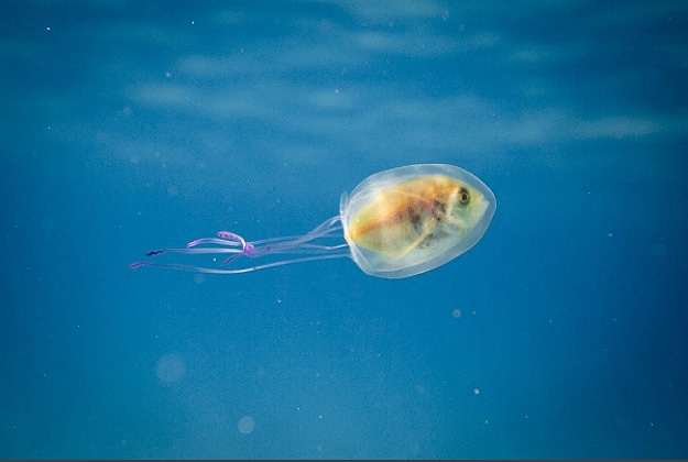 Fish Trapped Inside Jellyfish