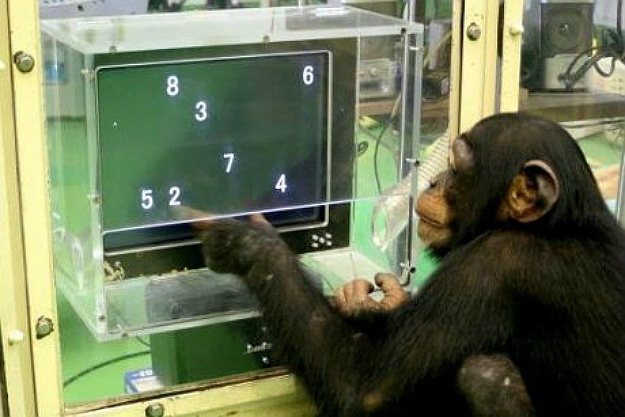 Smart Chimpanzee Short-Term Memory