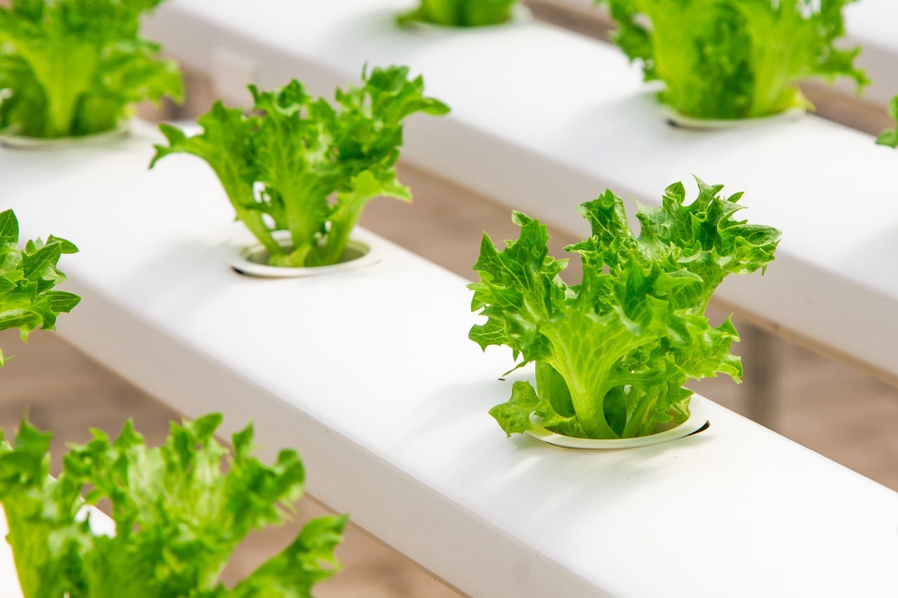 Build Hydroponic System Header Image